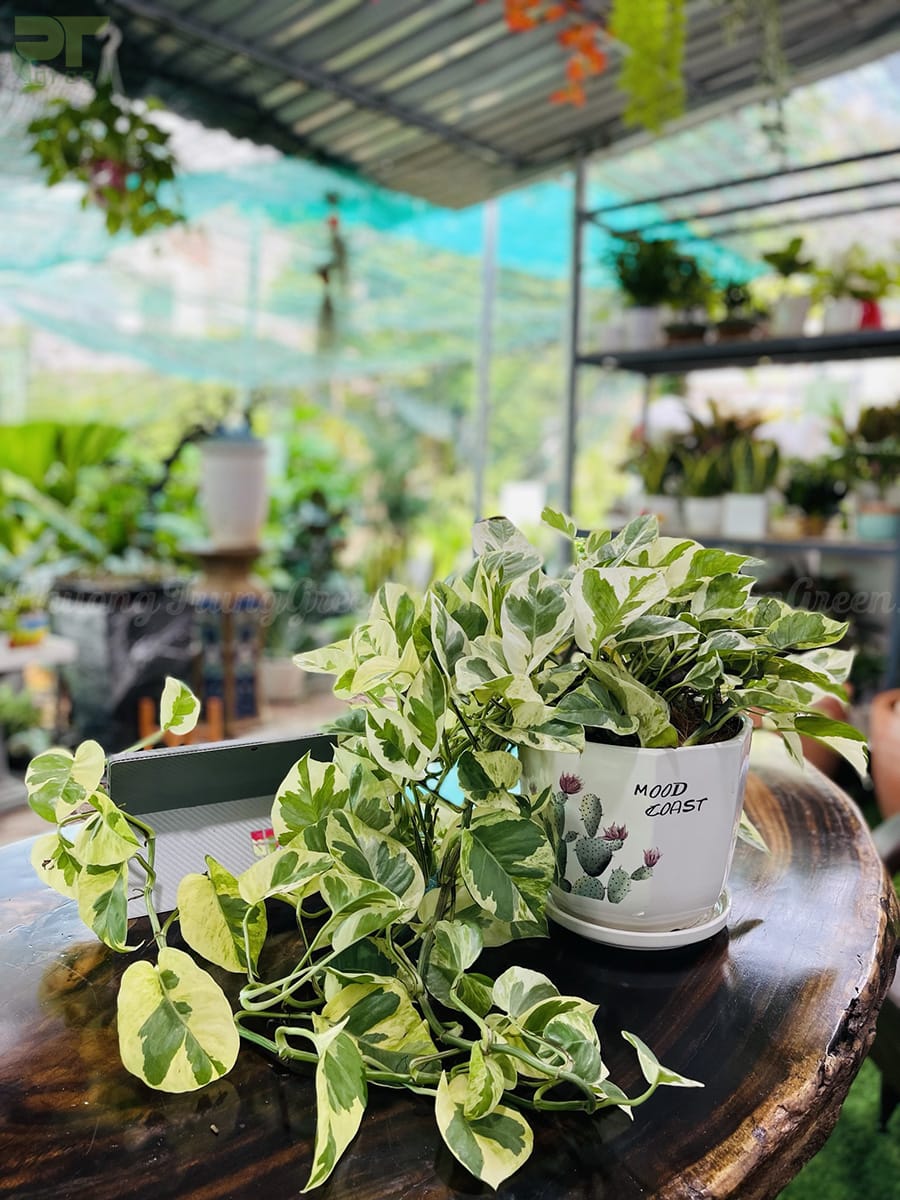 Cây trầu bà sữa