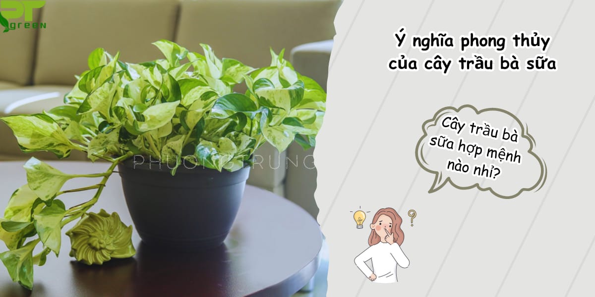 Trầu bà sữa hợp mệnh gì?