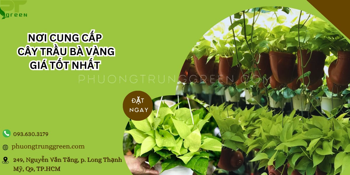 Phương Trung Green cung cấp trầu bà vàng giá rẻ nhất TP.HCM