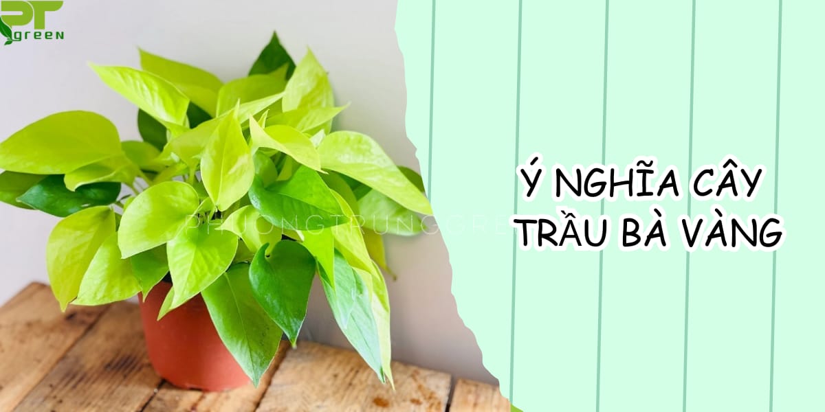 Ý nghĩa của cây trầu bà vàng trong cuộc sống thực tiễn