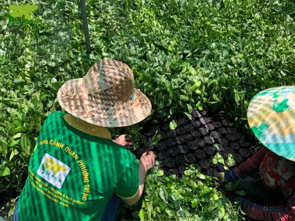 Dịch vụ bảo dưỡng cây xanh Phú Quốc