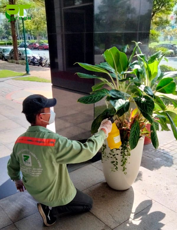 Dịch vụ bảo dưỡng cây xanh Phú Quốc