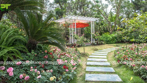 Các loại hoa trồng sân vườn đẹp - Phương Trung Green