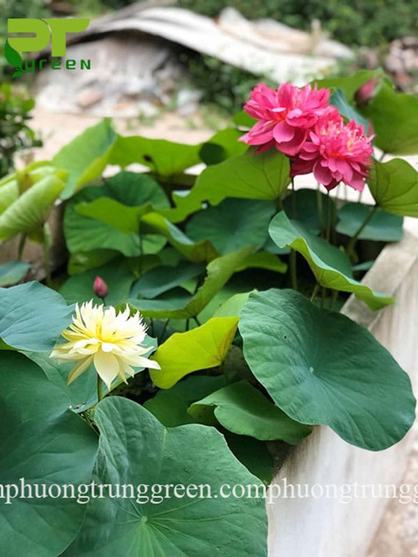 Các loại hoa trồng sân vườn đẹp - Phương Trung Green