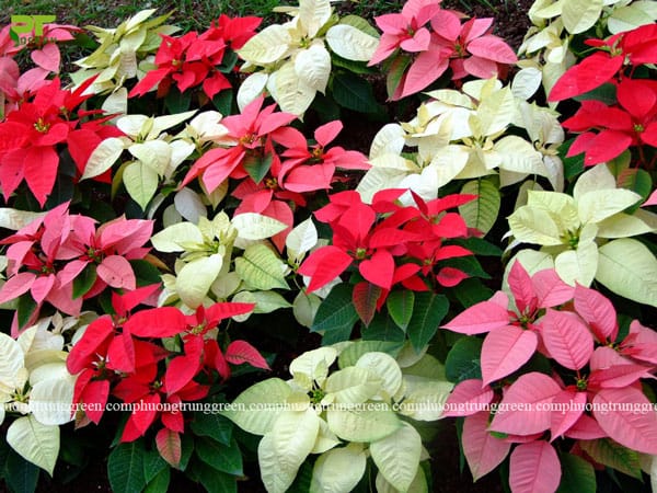 Các loại hoa trồng sân vườn đẹp - Phương Trung Green