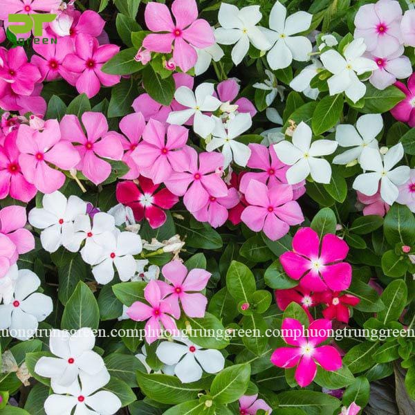 Các loại hoa trồng sân vườn đẹp - Phương Trung Green
