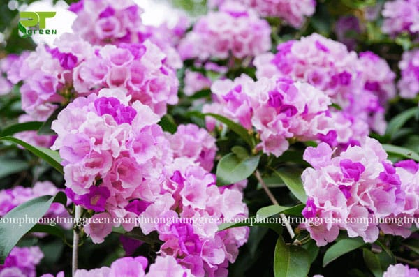 Các loại hoa trồng sân vườn đẹp - Phương Trung Green