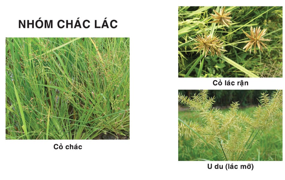 Cách xử lý có dại