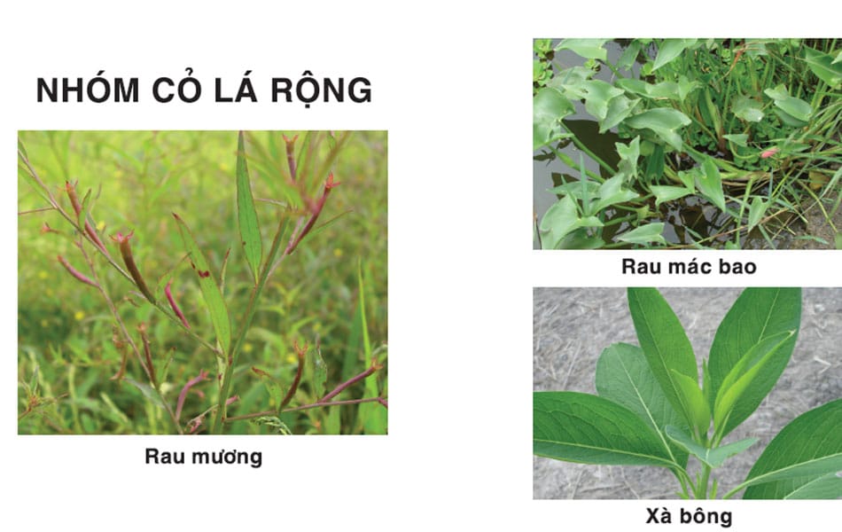 Cách xử lý có dại