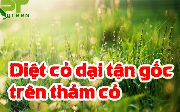Cách xử lý có dại