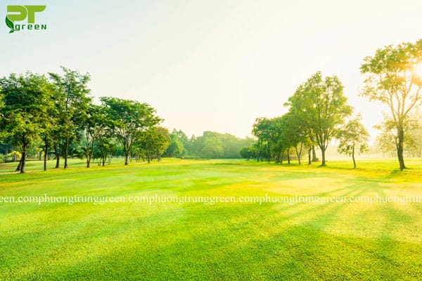 cây cỏ nhung nhật giá rẻ