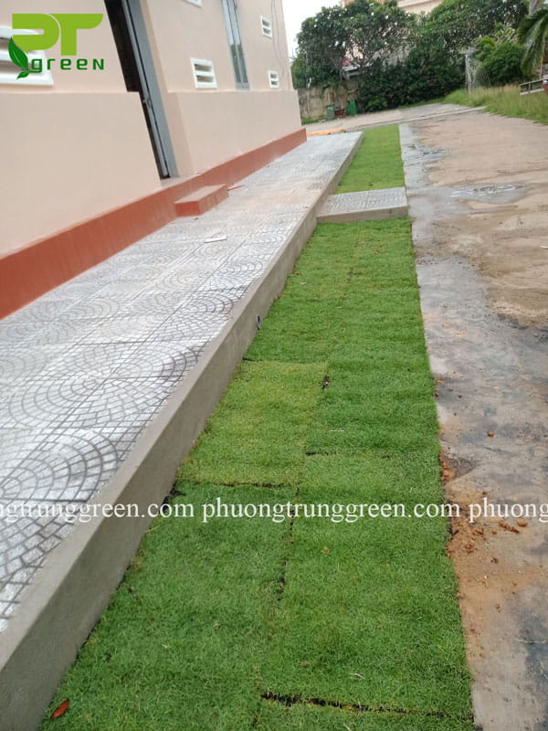 cây cỏ nhung nhật giá rẻ