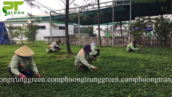 Cỏ đậu phộng giá rẻ hcm