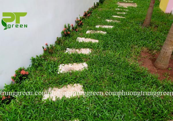 Cung cấp cỏ lá gừng giá rẻ tại Phương Trung Green