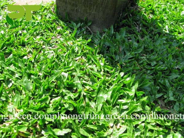 cung cấp cỏ lá gừng giá rẻ