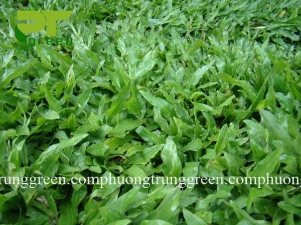 Cung cấp cỏ lá gừng giá rẻ tại Phương Trung Green