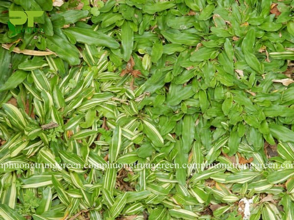 cung cấp cỏ lá gừng giá rẻ