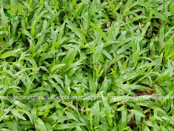 Cung cấp cỏ lá gừng giá rẻ tại Phương Trung Green