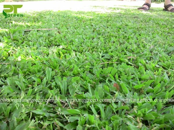 cung cấp cỏ lá gừng giá rẻ