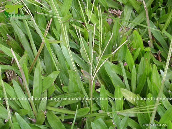 Cung cấp cỏ lá gừng giá rẻ tại Phương Trung Green