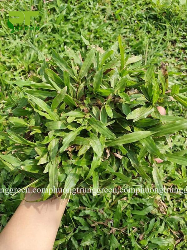 cung cấp cỏ lá gừng giá rẻ