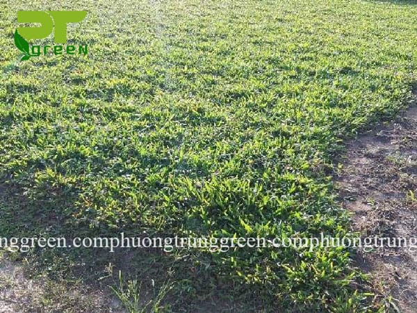 cung cấp cỏ lá gừng giá rẻ