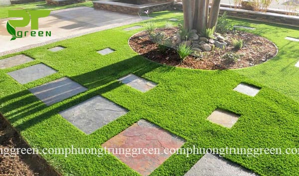 cung cấp cỏ lá gừng giá rẻ