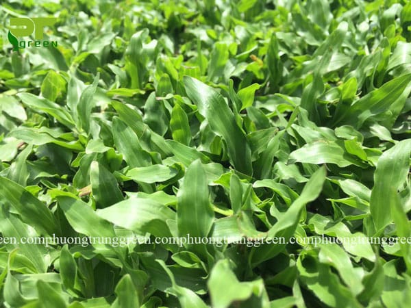 Cỏ lá gừng Thái Lan giá rẻ tại Phương Trung Green