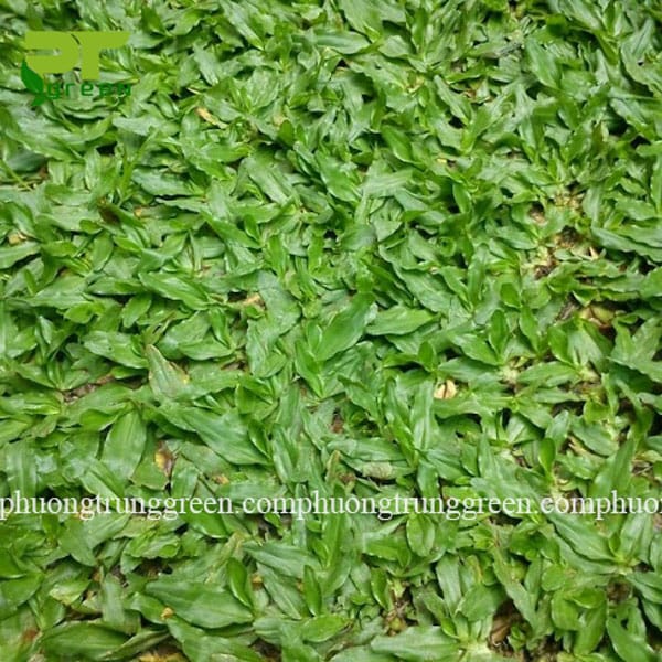 Cỏ lá gừng Thái Lan giá rẻ tại Phương Trung Green