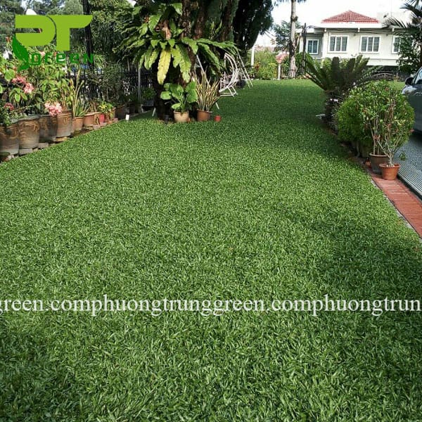 Cung cấp cỏ lá gừng giá rẻ tại Phương Trung Green