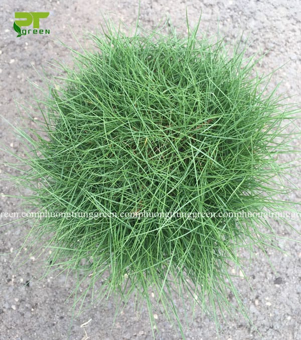 Cỏ lông heo giá rẻ tphcm Phương Trung Green