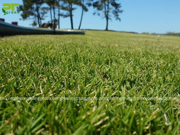 Cỏ lông heo giá rẻ tphcm Phương Trung Green