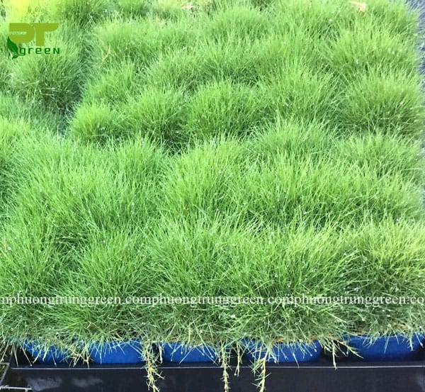 Cỏ lông heo giá rẻ tphcm Phương Trung Green