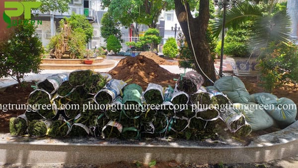 Cỏ lông heo giá rẻ tphcm Phương Trung Green