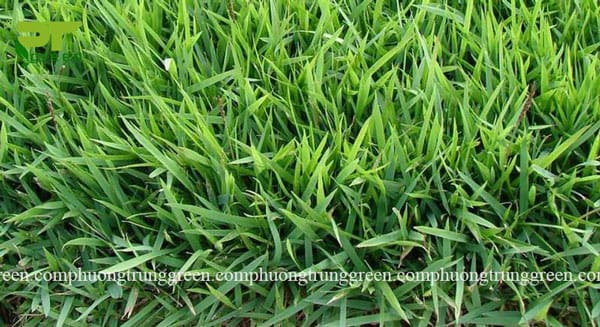 cây cỏ nhung nhật giá rẻ