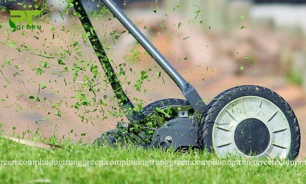 cây cỏ nhung nhật giá rẻ