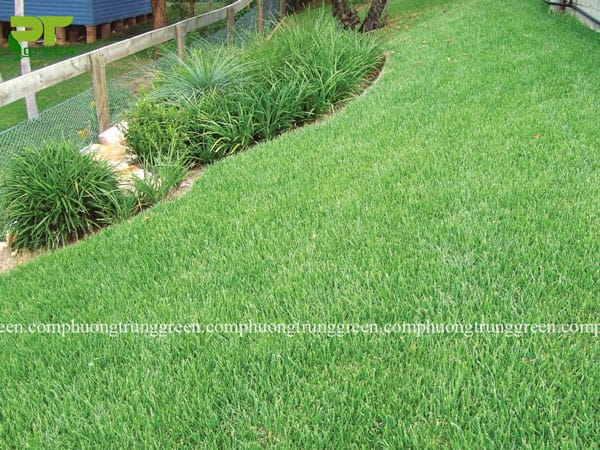 cây cỏ nhung nhật giá rẻ