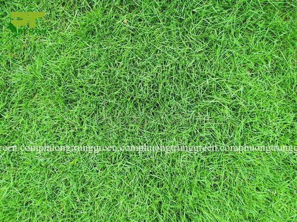 cây cỏ nhung nhật giá rẻ