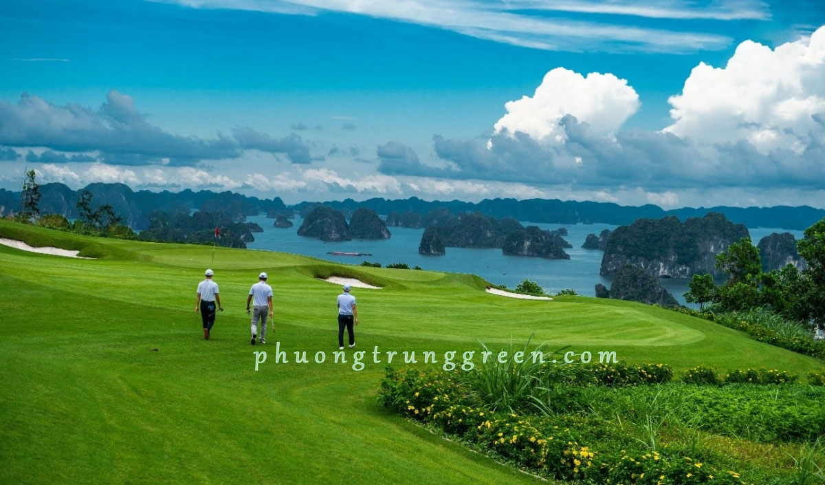 dịch vụ thi công cỏ sân golf