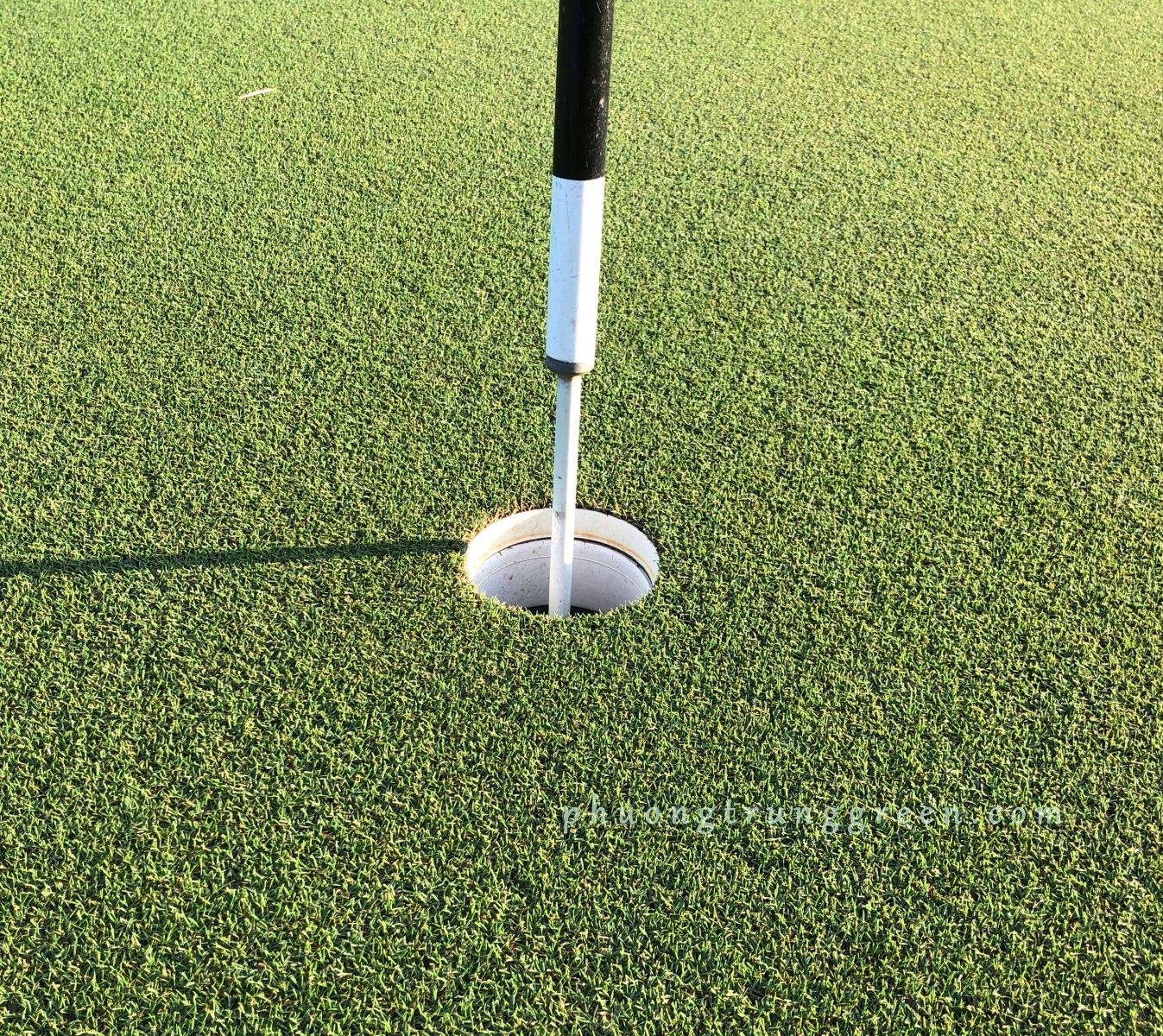 dịch vụ thi công cỏ sân golf