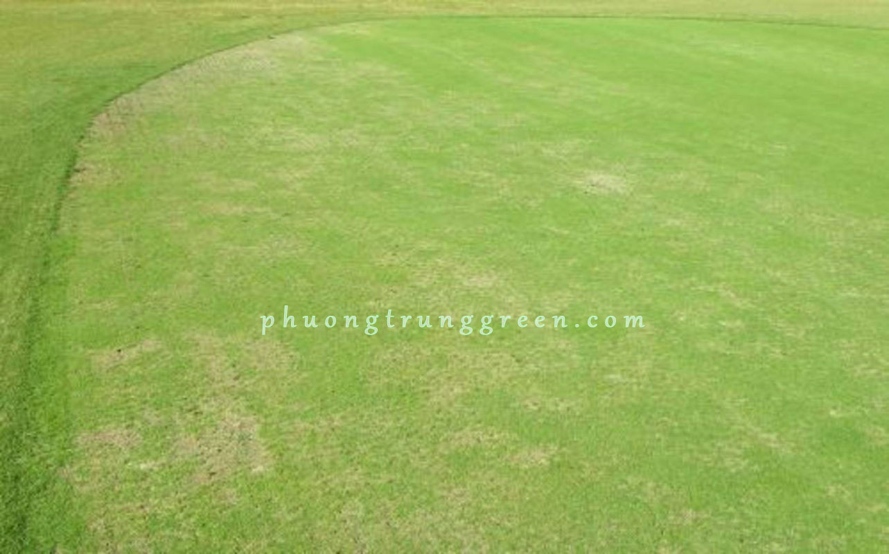 dịch vụ thi công cỏ sân golf
