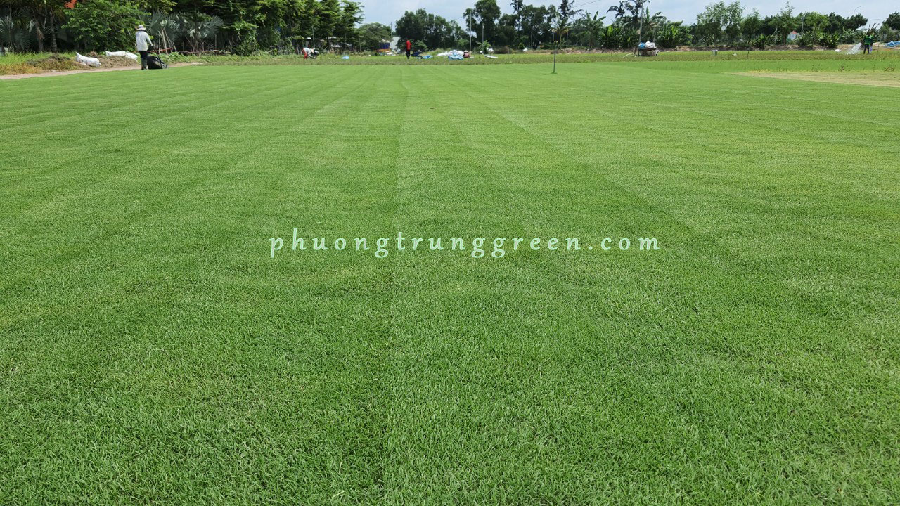 dịch vụ thi công cỏ sân golf