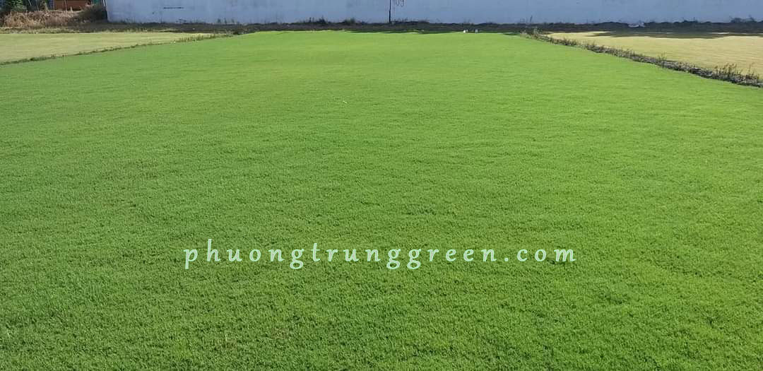 dịch vụ thi công cỏ sân golf