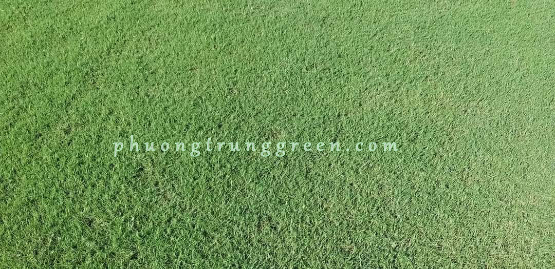 dịch vụ thi công cỏ sân golf