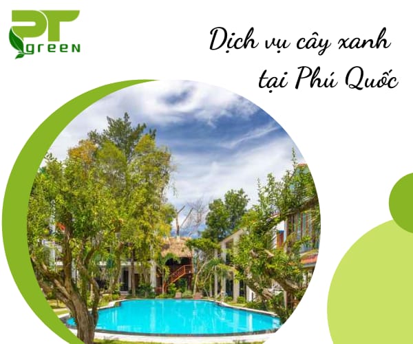 Dịch vụ cây xanh uy tín tại Phú Quốc
