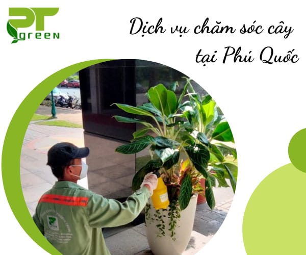 Dịch vụ cây xanh uy tín tại Phú Quốc