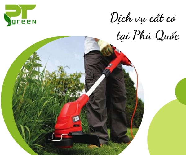 Dịch vụ cây xanh uy tín tại Phú Quốc
