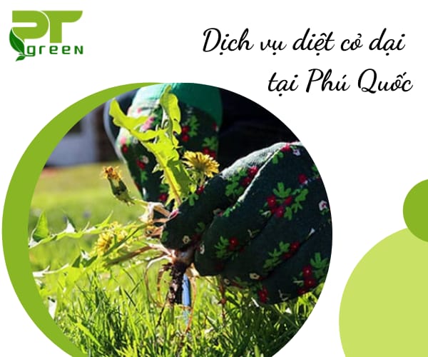 Dịch vụ cây xanh uy tín tại Phú Quốc