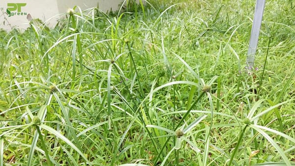 Dịch vụ diệt cỏ gấu tận gốc