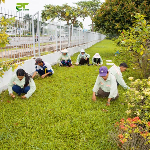 Dịch vụ diệt cỏ gấu tận gốc